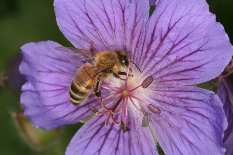 Herzblttriger Storchschnabel (<i>Geranium ibericum</i>) mit Honigbiene 